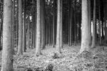 wald.jpg